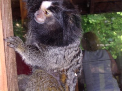 A common marmoset that I took. It was in a transparent cage but was moving to fast and sporadically for me to accurately capture. photo