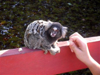 Photo of marmoset.
