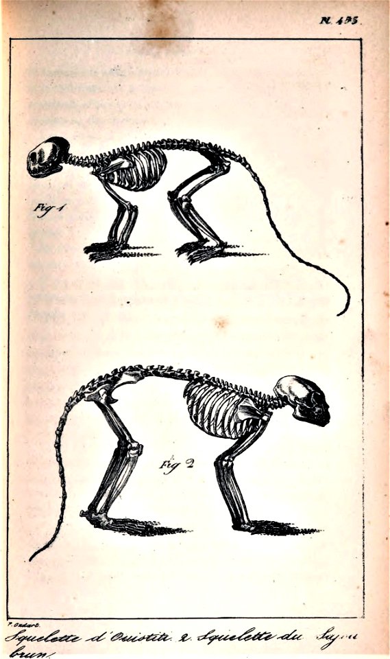 Skeleton Sapajus apella & Callithrix jacchus
