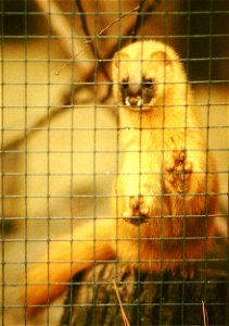 Siberian Weasel (Mustela sibirica), Zoo Dresden photo