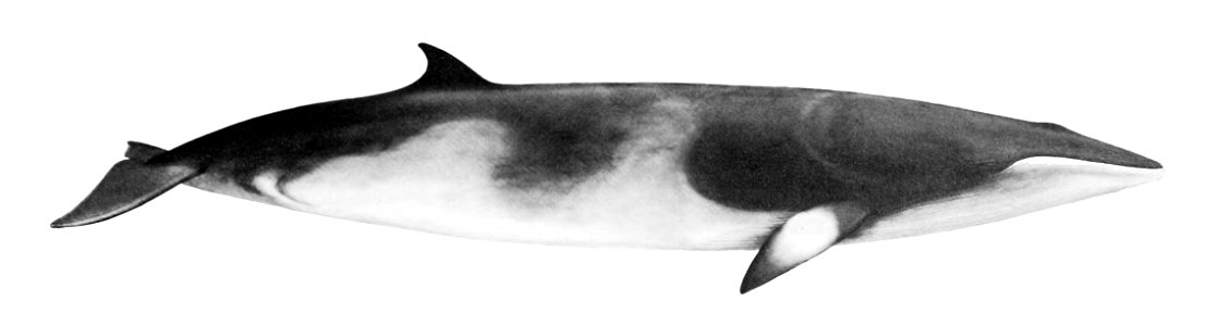 Balaenoptera acutorostrata photo