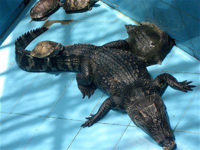 Fish restaurant on Hengqin island in Zhuhai