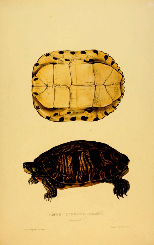 Tortoises, terrapins, and turtles
London, Paris, and Frankfort :H. Sotheran, J. Baer & co.,1872. 

biodiversitylibrary.org/page/2948379