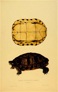 Tortoises, terrapins, and turtles
London, Paris, and Frankfort :H. Sotheran, J. Baer & co.,1872. 

biodiversitylibrary.org/page/2948379