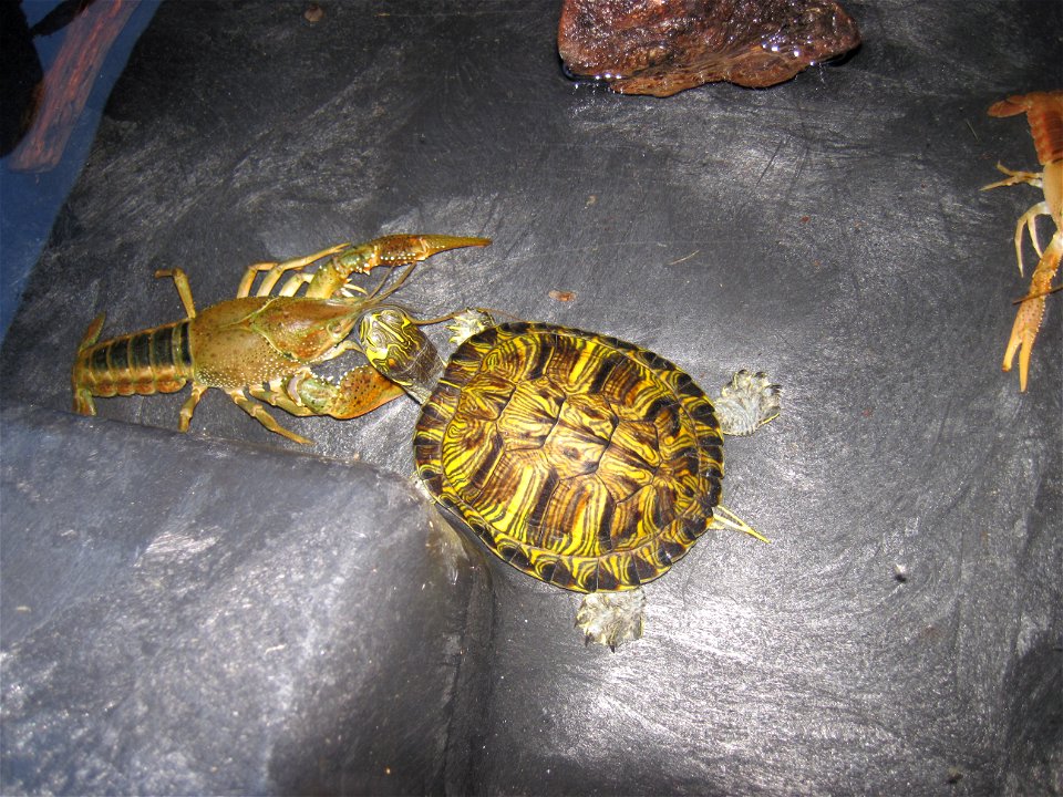 A White River Crayfish and a Yellow Belly Slider. These were two of the animals in the display pool. They were collected and now held for outreach events.