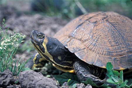 Yellow-bellied slider (Trachemys scripta scripta)