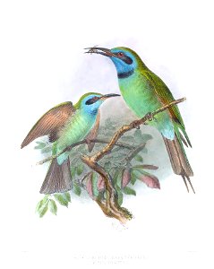 Merops cyanophrys