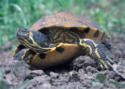Yellow-bellied slider (Trachemys scripta scripta)