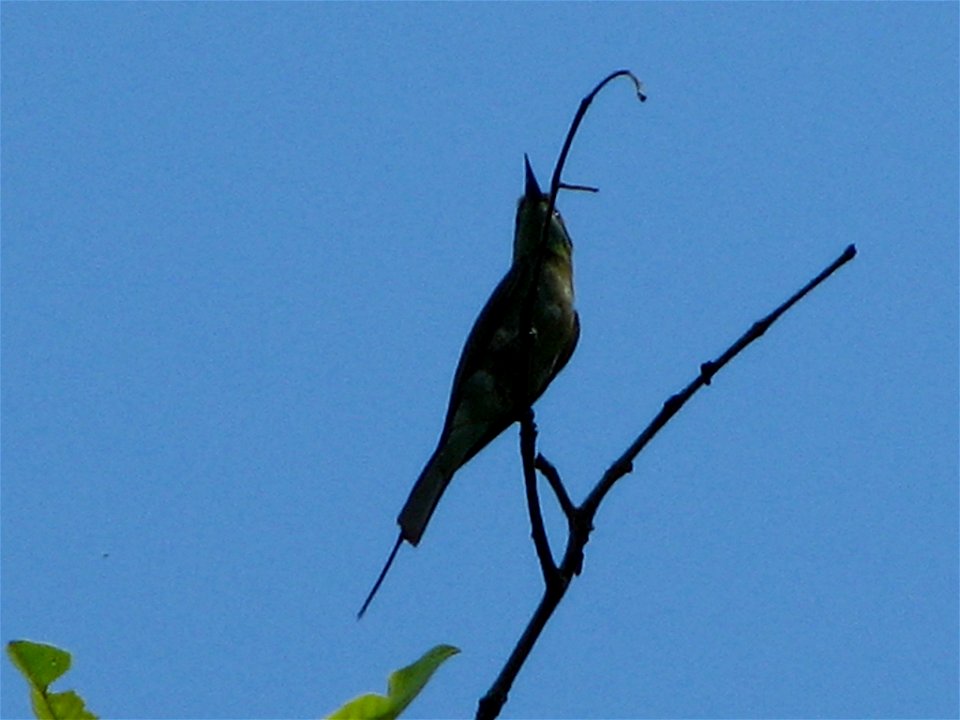 A Little Green Bee-eater Merops orientalis near Otvane, India