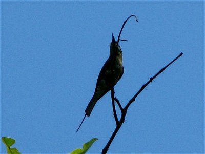A Little Green Bee-eater Merops orientalis near Otvane, India