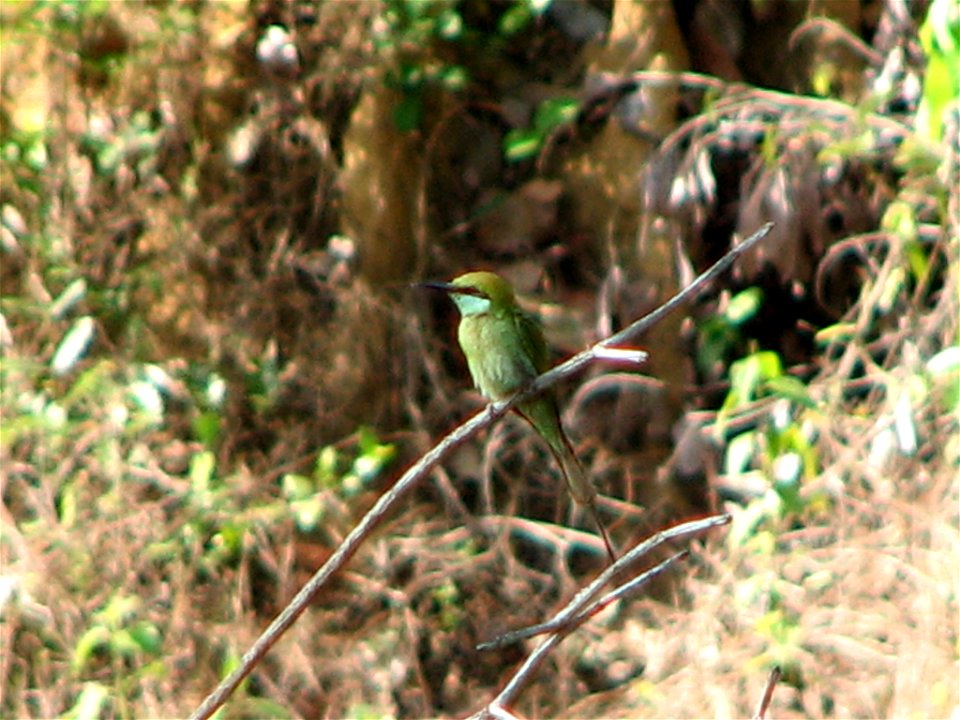 A Little Green Bee-eater Merops orientalis at Otvane, Maharashtra