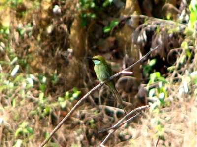 A Little Green Bee-eater Merops orientalis at Otvane, Maharashtra