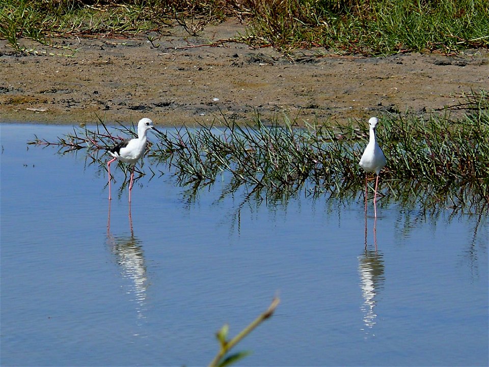 Black-winged stilts in winter plumage photographed near Thiaroye, Senegal.