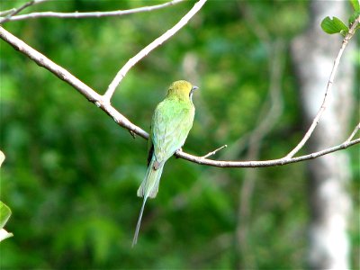 A Little Green Bee-eater Merops orientalis near Otvane, India