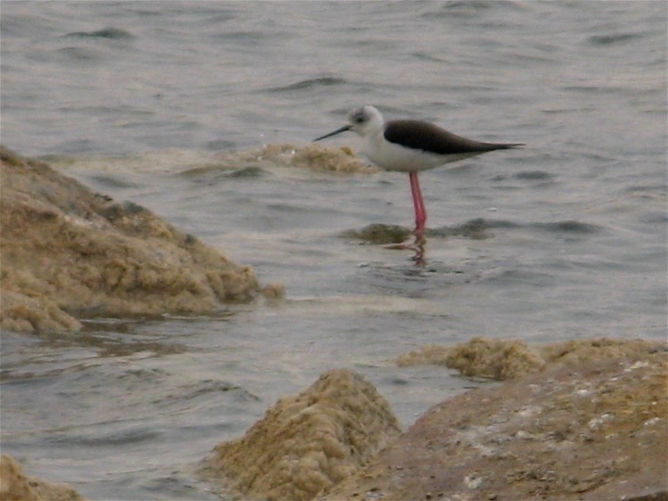 Himantopus himantopus, Lotan