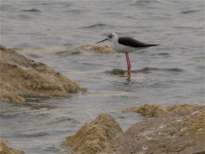 Himantopus himantopus, Lotan