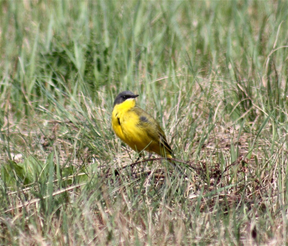 Yellow Wagtail (Motacilla flava) near Oritkari harbour in Oulu.