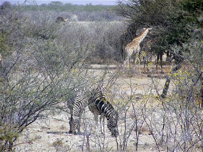 Cebras en Etosha photo