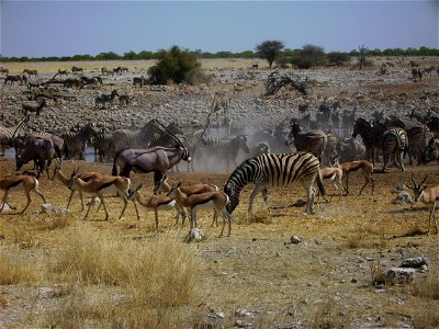 Etosha National Park, Okaukuejo waterhole photo