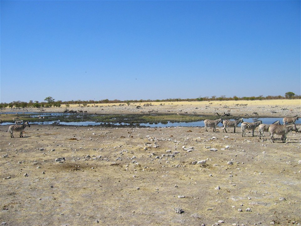 Waterplaats in Etosha Nationaal park, Namibië. Eigen foto: zomer 2005 photo