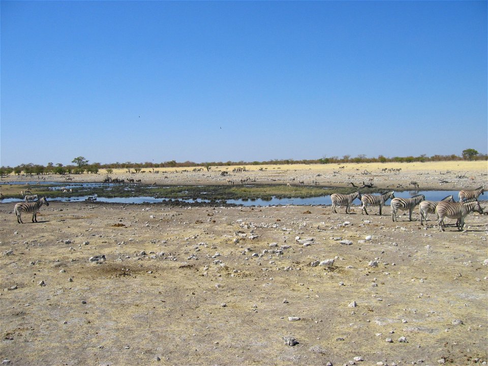 Waterplaats in Etosha Nationaal park, Namibië. Eigen foto: zomer 2005