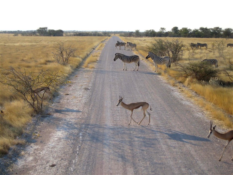 Burchell's zebras (Equus quagga burchellii) and springboks (Antidorcas marsupialis) between Okaukuejo and Halili, Etosha National Park.
