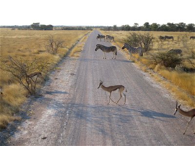 Burchell's zebras (Equus quagga burchellii) and springboks (Antidorcas marsupialis) between Okaukuejo and Halili, Etosha National Park.