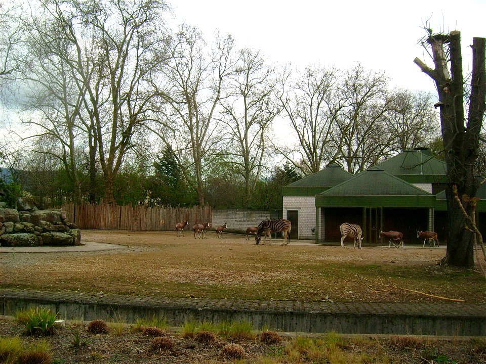 Damara Zebras und Bleßböcke im Zoo Heidelberg