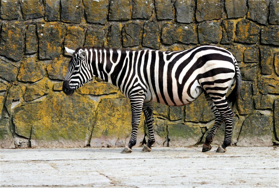Burchell's Zebra Equus quagga burchellii in ZOO Dvůr Králové, Czech Republic