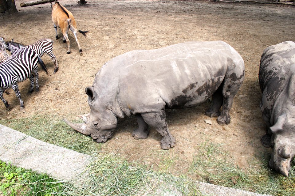Nyíregyháza Zoo, Equus burchellii bohmi, Taurotragus oryx, Ceratotherium simumlabel QS:Len,"Nyíregyháza Zoo, Equus burchellii bohmi, Taurotragus oryx, Ceratotherium simum"
label QS:Lhu,"Nyíregyházi Ál
