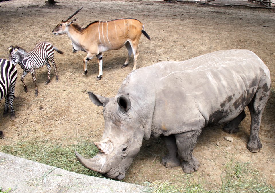 Nyíregyháza Zoo, Equus burchellii bohmi, Taurotragus oryx, Ceratotherium simumlabel QS:Len,"Nyíregyháza Zoo, Equus burchellii bohmi, Taurotragus oryx, Ceratotherium simum"
label QS:Lhu,"Nyíregyházi Ál