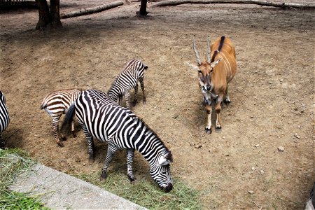 Nyíregyháza Zoo, Equus burchellii bohmi, Taurotragus oryxlabel QS:Len,"Nyíregyháza Zoo, Equus burchellii bohmi, Taurotragus oryx" label QS:Lhu,"Nyíregyházi Állatpark, Böhm-zebra, jávorantilop" photo