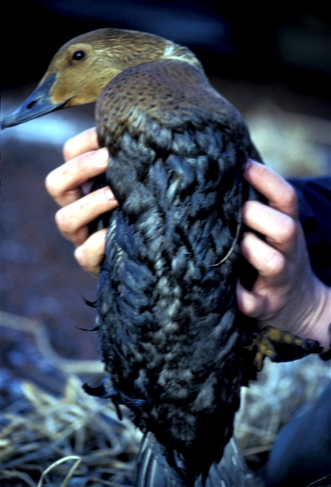 Female King Eider (Somateria spectabilis), covered in oil after the 1996 M/V Citrus oil spill off St. Paul Island, Alaska