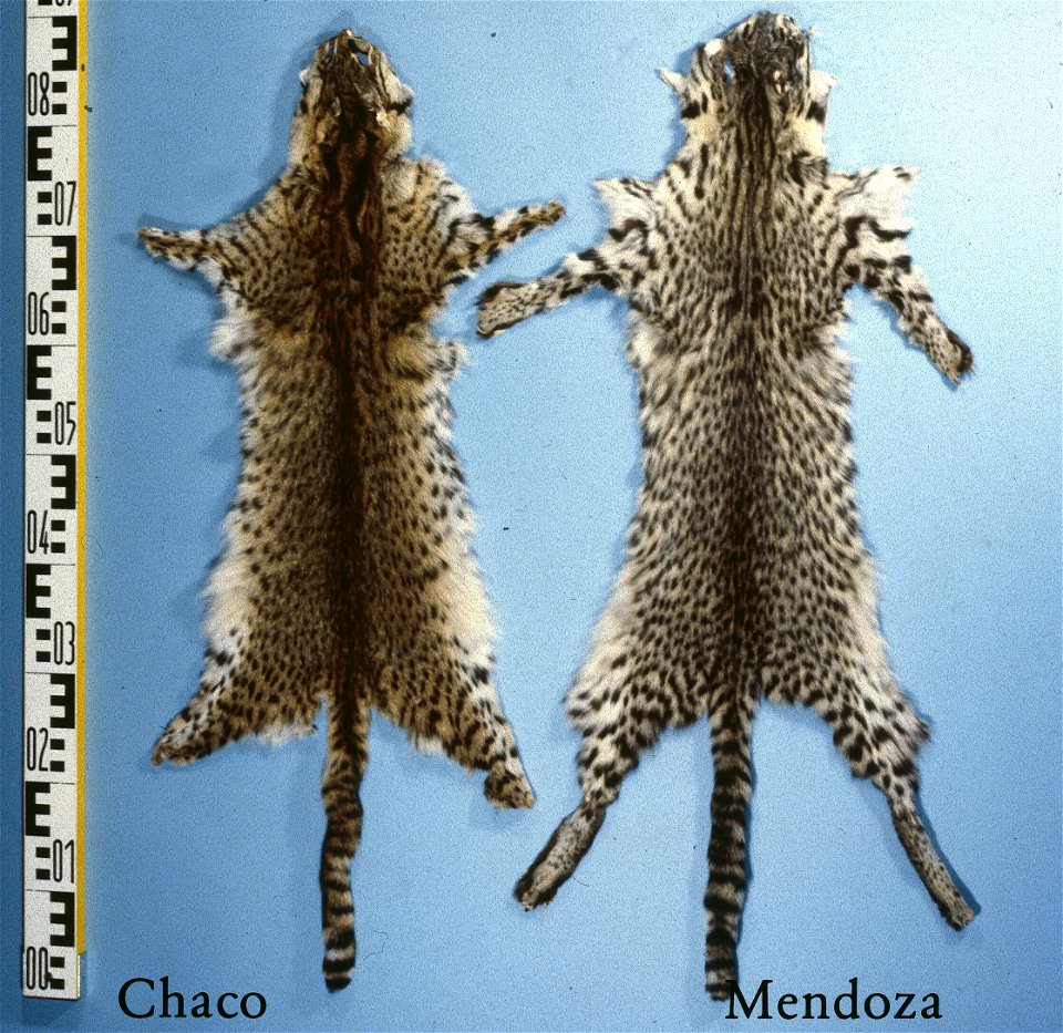 Geoffroy's cat fur skin, Chaco, Mendoza (Leopardus geoffroyi). Fur skin collection, Bundes-Pelzfachschule, Frankfurt/Main, Germany