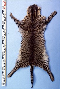 Geoffroy's cat fur skin (Leopardus geoffroyi), Rio Negro. Fur skin collection, Bundes-Pelzfachschule, Frankfurt/Main, Germany