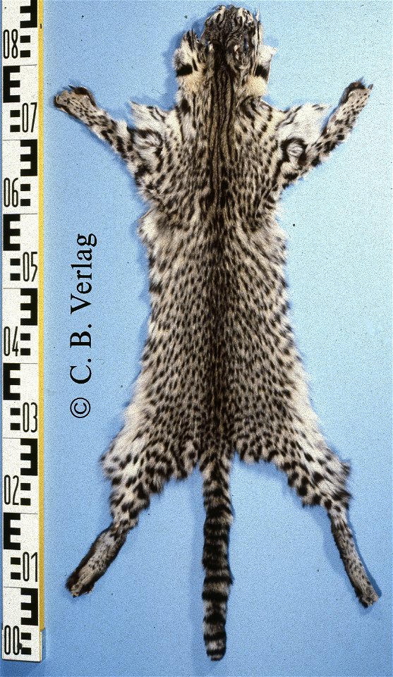 Geoffroy's cat fur skin, Mendoza (Leopardus geoffroyi). Fur skin collection, Bundes-Pelzfachschule, Frankfurt/Main, Germany