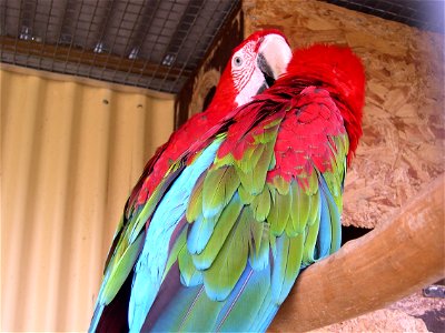 Green-winged Macaw also known as Red-and-green Macaw on the Isle of Wight, England. photo