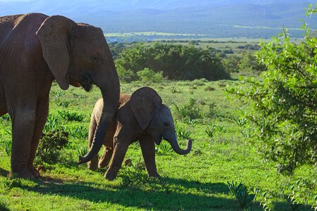 Raising animal addo photo