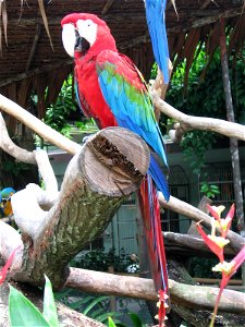 Red-and-green Macaw, Ara chloropterus, Jurong BirdPark. photo