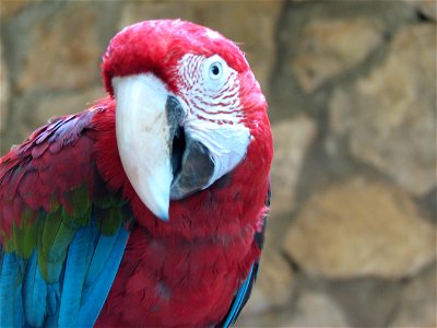 Macaw peering. photo