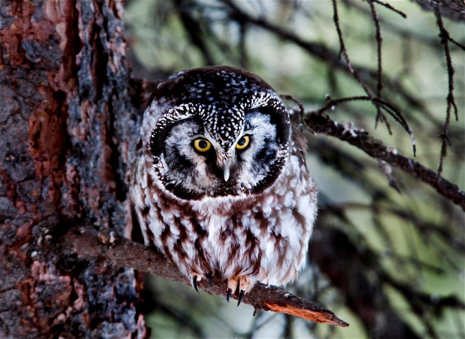Aegolius funereus, Denali National Park, Alaska.