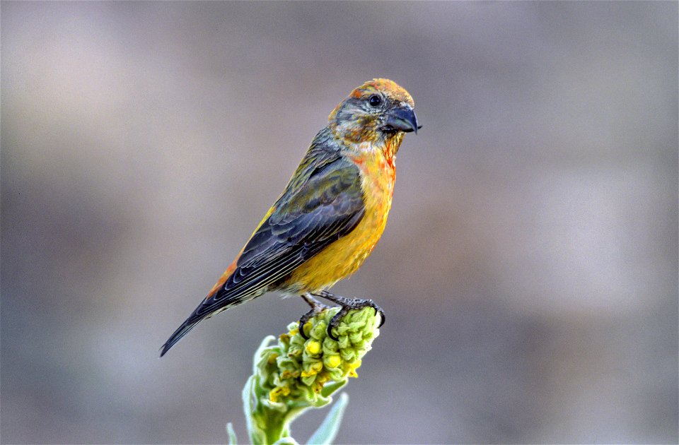 Red Crossbill (Loxia curvirostra)