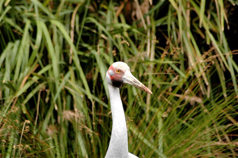 The detail of the head of a Brolga