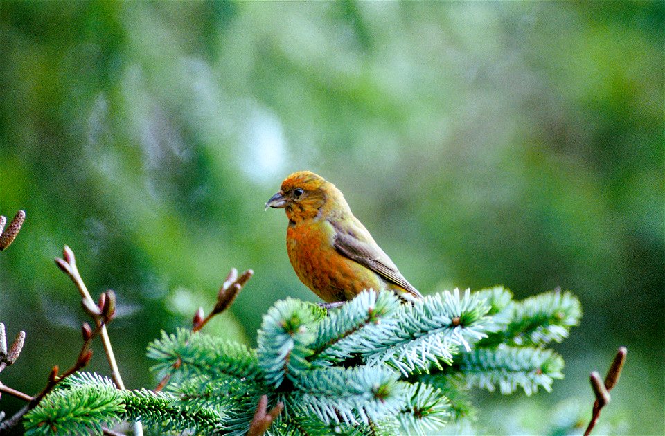 Red Crossbill Loxia curvirostra (probably L. c. sitkensis), male, perched on a Sitka Spruce Picea sitchensis branch. Kodiak Island, Alaska.