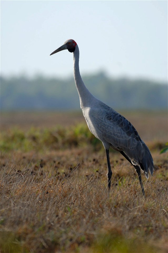 A Brolga (Grus rubicunda)