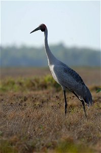 A Brolga (Grus rubicunda)