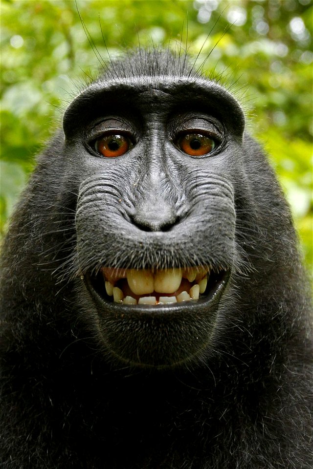   view • talk • edit 
Deutsch:  Selfie eines Schopfaffen (Macaca nigra) in Nord-Sulawesi (Indonesien), einer Makakenart, der die Kamera des Fotografen David Slater auf s