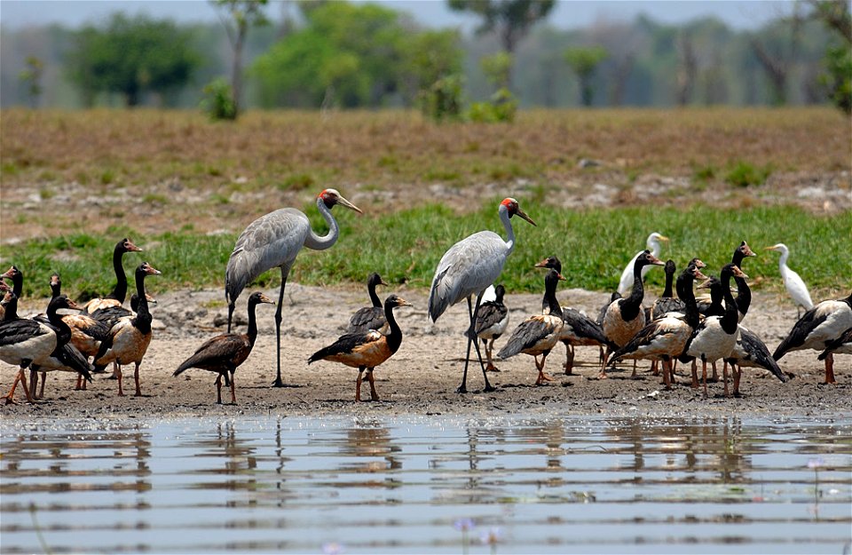 Some birds in NT Australia