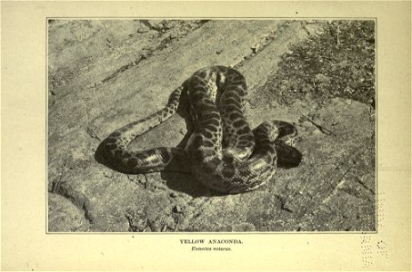 The American natural history; a foundation of useful knowledge of the higher animals of North America, photo