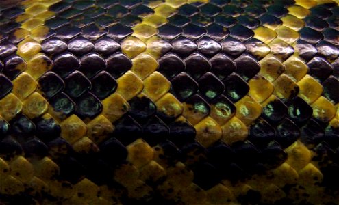Scales of a yellow anaconda (Eunectes notaeus). ZooParc de Beauval,Loir-et-Cher,France.